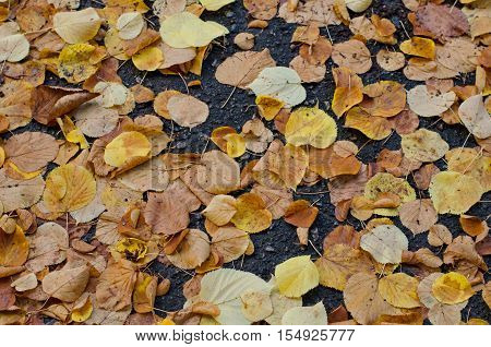 Fallen ash tree autumn leaves on background of gray asphalt road