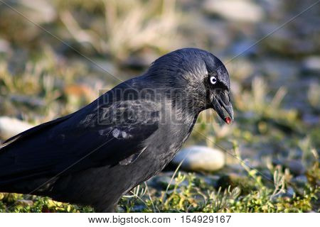 A Jackdaw with a red berry in it's beak