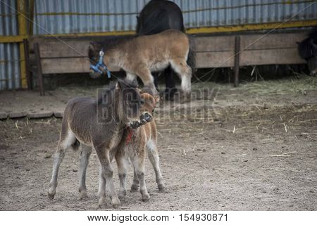 Mini dwarf horse in a pasture at a farm. foal mini horse.