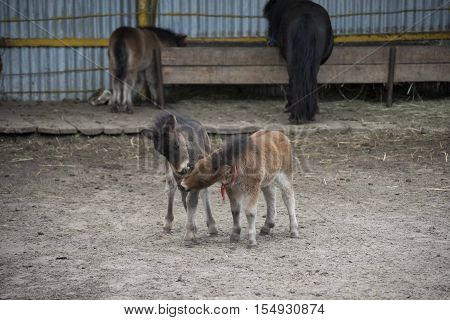 Mini dwarf horse in a pasture at a farm. foal mini horse.