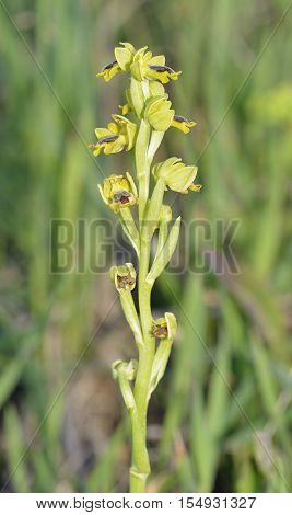 Ophrys lutea galilaea Subspecies of Yellow Bee Orchid from Cyprus