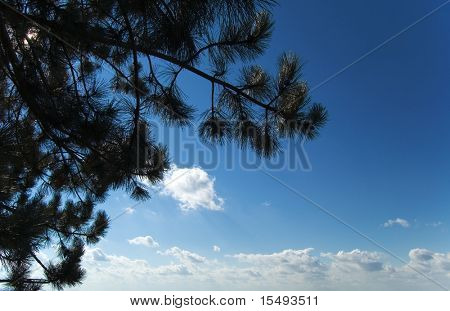 L'albero sul cielo di sfondo.