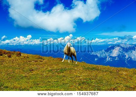 Mountain alpine pastures in the Slovenian. Sheep in the mountains