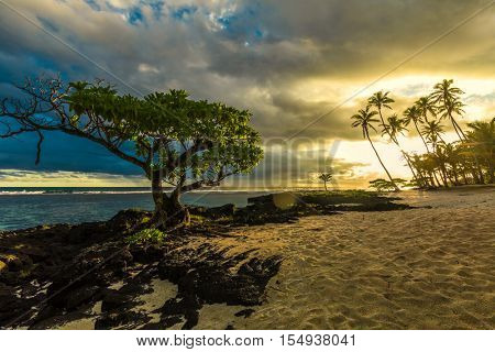 Single tree and coconut palm trees in the sunset on Upolu, Samoa Islands