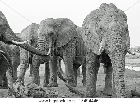 Herd of elephants in black & white at a camp waterhole