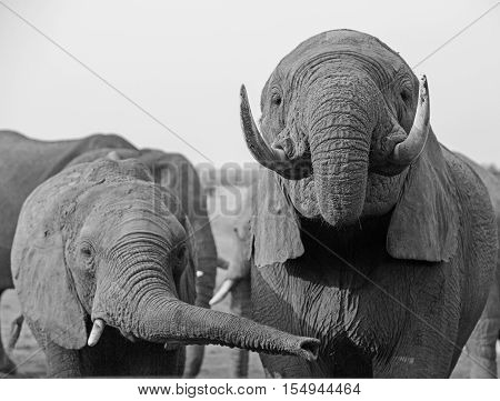Close up of elephant drinking with another with trunk extended