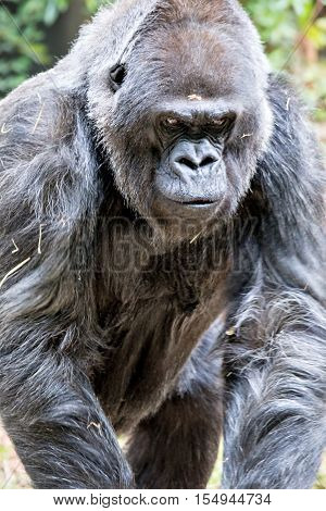 Silver back gorilla looking alert and menacing against a natural background