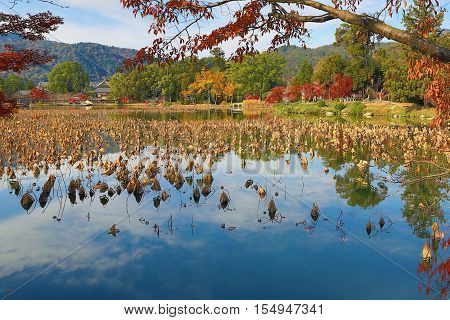 daikakuji at fall season kyoto at 2014