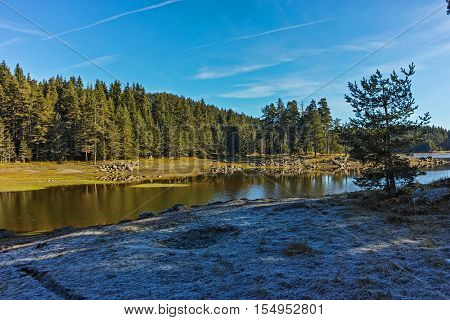 Amazing landscape of Green forest of Shiroka polyana Reservoir, Pazardzhik Region, Bulgaria