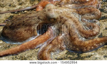 Octopus vulgaris wildlife animal available in high-resolution and several sizes to fit the needs of your project