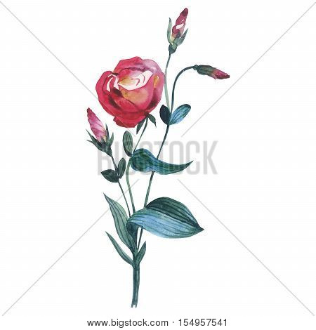 Wildflower Eustoma flower in a watercolor style isolated. Full name of the plant: Eustoma russellianum gevuldbloemig. Aquarelle wild flower for background, texture, wrapper pattern, frame or border.