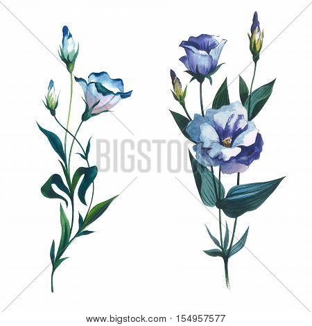 Wildflower Eustoma flower in a watercolor style isolated. Full name of the plant: Eustoma russellianum gevuldbloemig. Aquarelle wild flower for background, texture, wrapper pattern, frame or border.