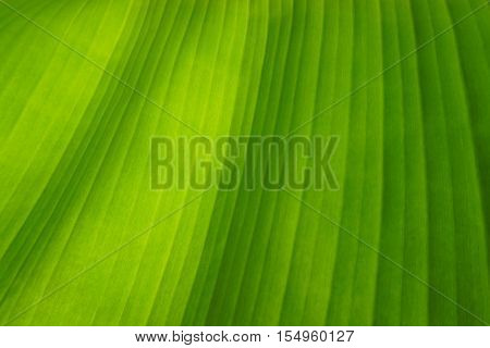 close up green leaf texture background, nature and ecology concept