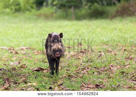 Bornean bearded pig, Sus Barbatus, walking on the Bako national park beach, Kuching, Malaysia, Borneo
