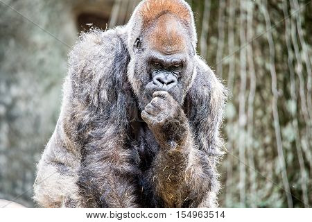 Silver back gorilla looking alert and menacing against a natural background