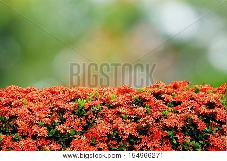 beautiful red Ixora flower garden over nature bokeh spring background