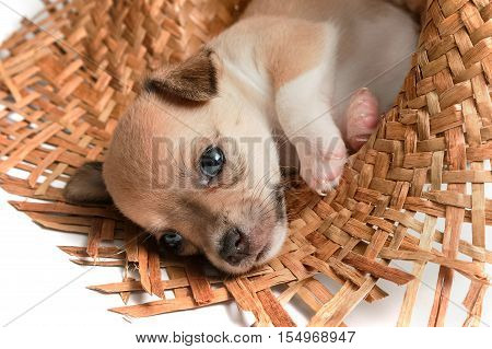 cute chihuahua puppies sleeping in woven hats