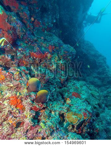 Pair Of Butterfly Fishes In Coral Reef, Maldives