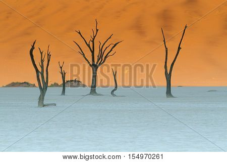 Petrified trees in the desert in Namibia on a salt pan