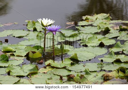 Multicolored flowers lilies grow in the water Thailand. Southeast Asia