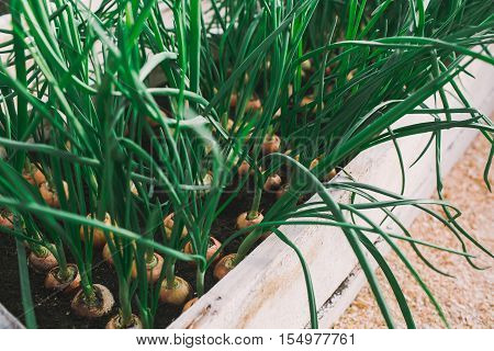 green onion growing in garden at greenhouse