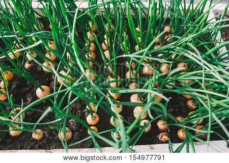 green onion growing in garden at greenhouse