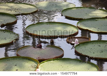 Multicolored flowers lilies grow in the water Thailand