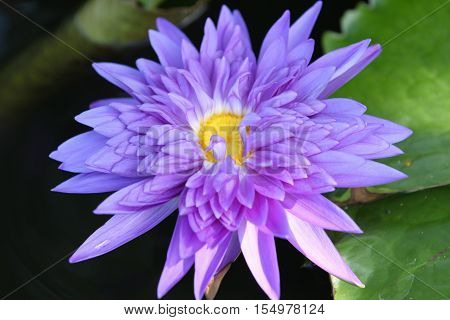 Multicolored flowers lilies grow in the water Thailand