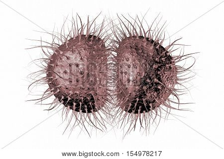 Bacteria Neisseria gonorrhoeae or Neisseria meningitidis, gonococcus and meningococcus, 3D illustration. Bacteria which cause gonorrhoeae. Bacteria which cause meningitis