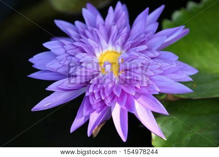 Multicolored flowers lilies grow in the water Thailand