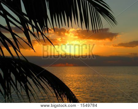 Palm Tree Sunset