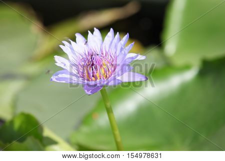 Multicolored flowers lilies grow in the water Thailand