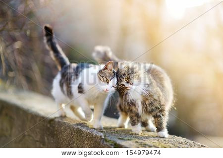 Two friendly cats hanging out together on spring day