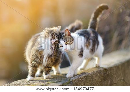 Two friendly cats hanging out together on spring day