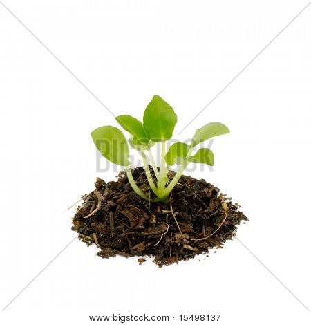 Unge plante isoleret på hvid baggrund
