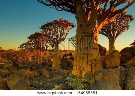 Quiver Tree Forest near Keetmanshoop in Southern Namibia