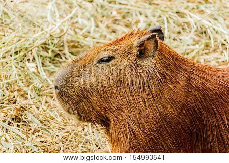 Brown Capybara  on dry grass (hydrochoerus hydrochaeris)