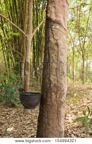 Milky Latex Extracted From Rubber Tree