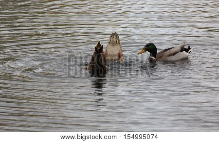 Mallard Ducks diving for fish and enjoying their meal at the lake