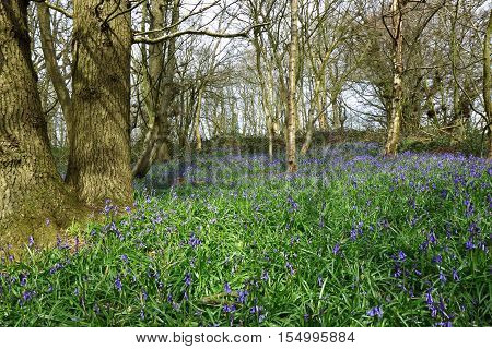 A beautiful woodland Scene with old trees and bluebells (Hyacinthoides non-scripta)