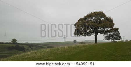 Two trees on the hill in one of English park.Dyrham park.Wiltshire,