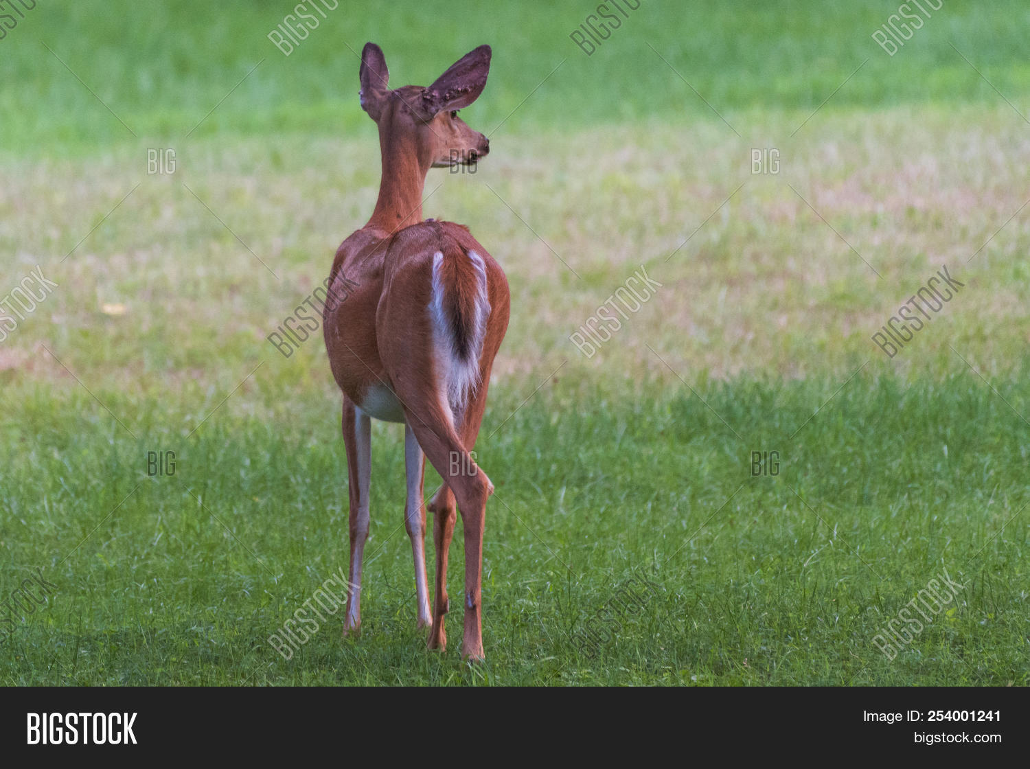 Whitetail Doe Deer Image & Photo (Free Trial) | Bigstock