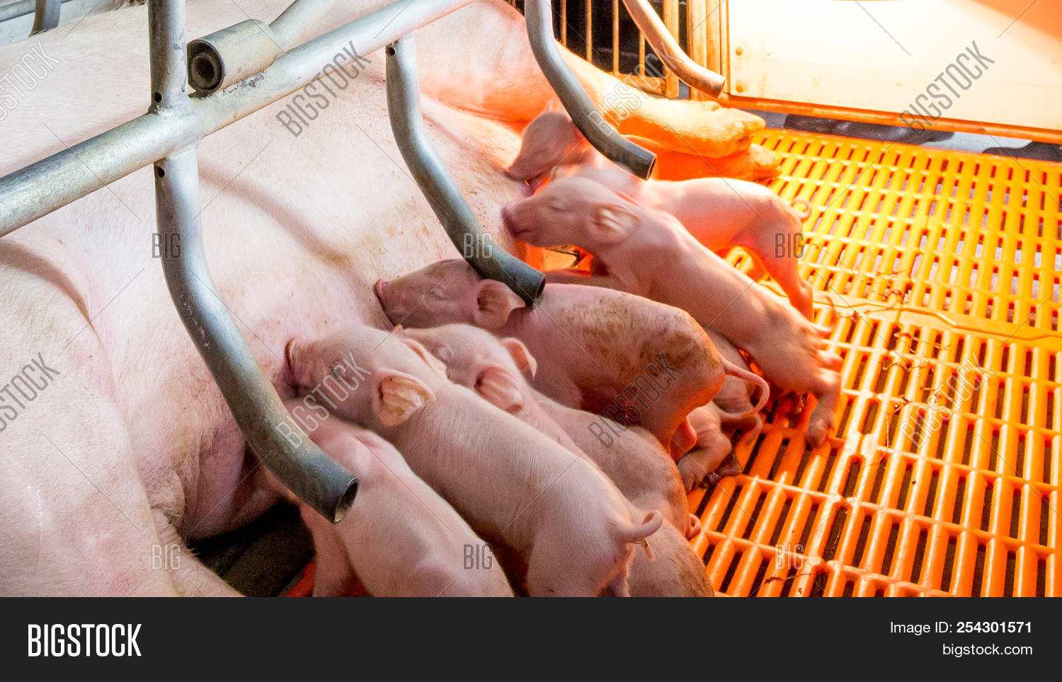 Swine Farming Parent Image Photo Free Trial Bigstock swine-farming-parent-image-photo-free-trial-bigstock