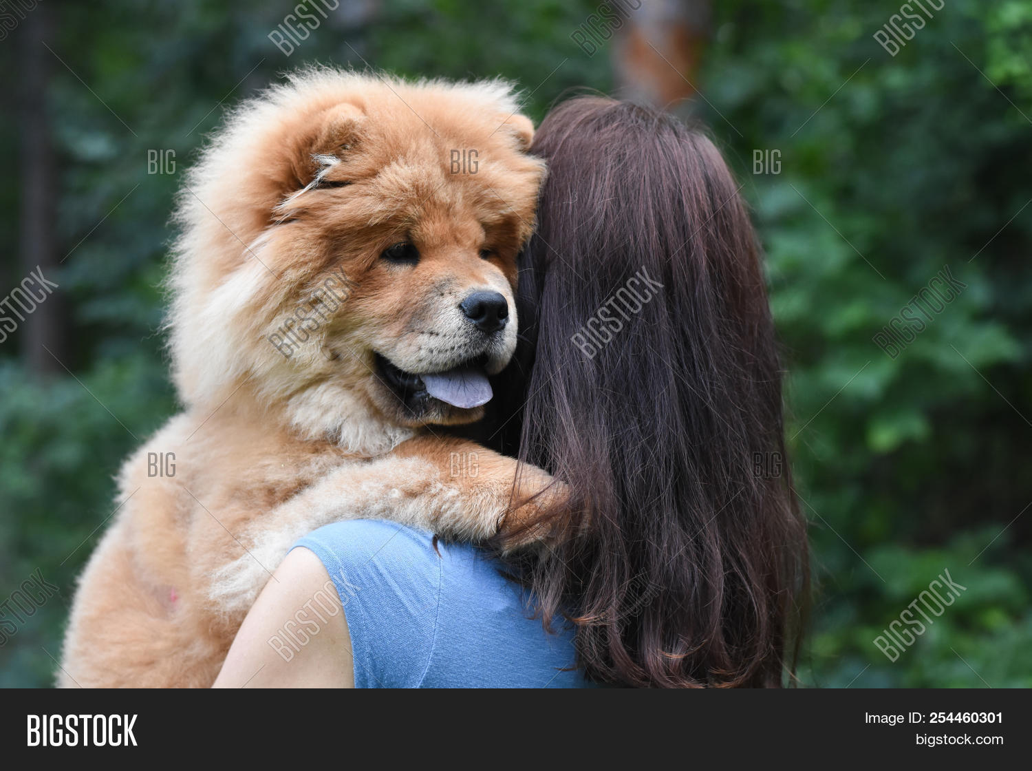 giant chow chow