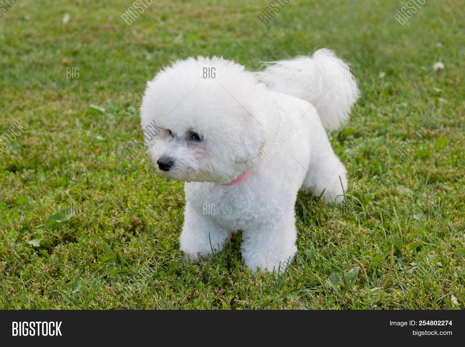 Cute Bichon Frise Image & Photo (Free Trial) | Bigstock