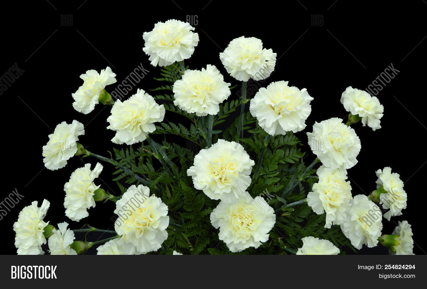 Carnation Flower Latin Image & Photo (Free Trial) Bigstock