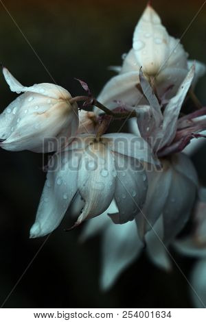 Decorative Yucca Plant With Water Drops. Flowers Of Yucca. Blooming Yucca Bush. Yucca Bushes In Bloo