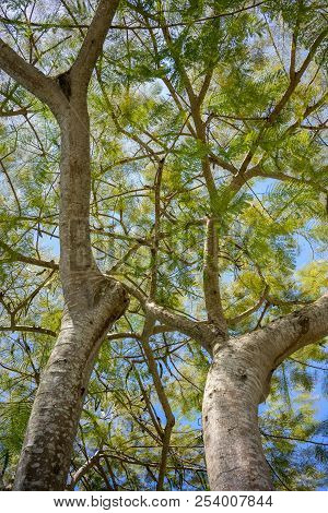 Flamboyan Tree, Delonix Regia, Branch With Green Leaves