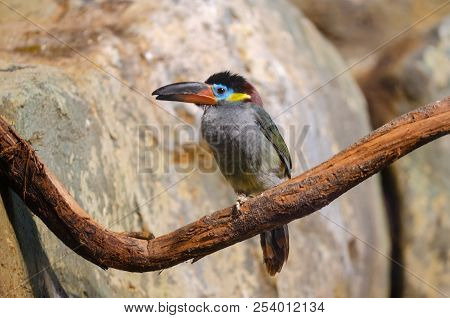 Toucan Is On The Branch In Zoo