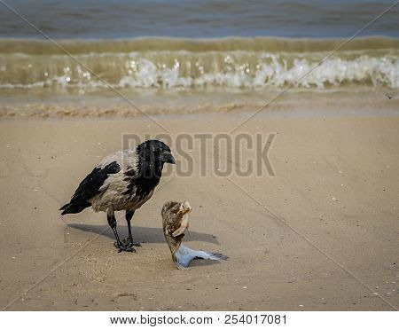 A Gray Crows On The Seashore Eat Dead Fish